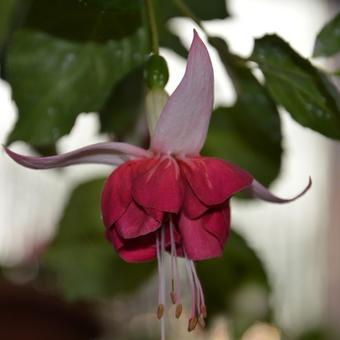 Fuchsia 'Seventh Heaven'