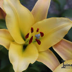 Lilium oriental x trumpet  'Conca d'Or' - Boomlelie