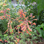 Agastache aurantiaca 'Apricot Sprite' - Dropplant