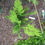 Chamaecyparis lawsoniana ‘Lane’ - Schijncipres