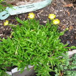 Delosperma cooperi 'JEWEL OF DESERT Peridot' - IJsbloem