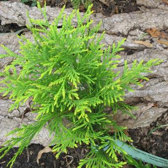 Thuja occidentalis 'Golden Globe'