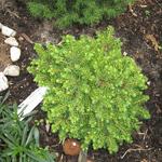 Picea abies 'Little Gem' - Fijnspar