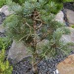 Abies concolor 'Compacta' - Colorado den