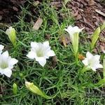 Gentiana sino-ornata 'Weisser Traum' - Herfstgentiaan