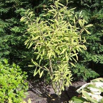 Daphne mezereum 'Rubra'