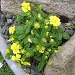 Potentilla dickinsii - Ganzerik