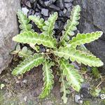 Asplenium ceterach - Schubvaren