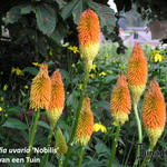 Kniphofia uvaria 'Nobilis' - Vuurpijl, fakkellelie