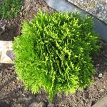 Thuja occidentalis 'Danica' - Levensboom