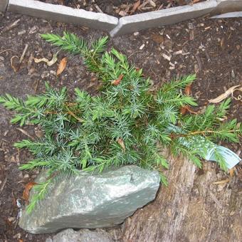 Juniperus conferta 'Schlager'