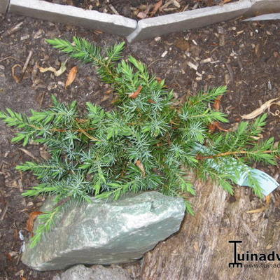 Jeneverbes - Juniperus conferta 'Schlager'