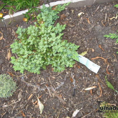 Juniperus procumbens 'Nana' - Jeneverbes