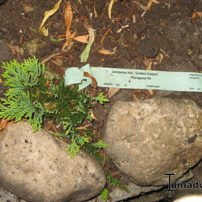 Kruipende jeneverbes - Juniperus horizontalis 'Golden Carpet'