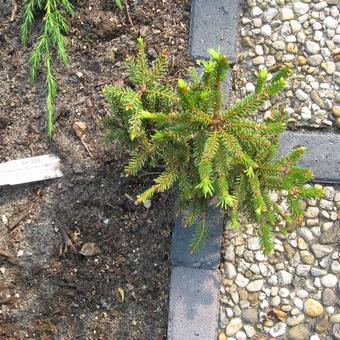 Picea abies 'Pygmaea'