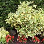 Olijfwilg - Elaeagnus x ebbingei 'Gilt Edge'