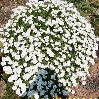 Iberis sempervirens 'Snowflake'