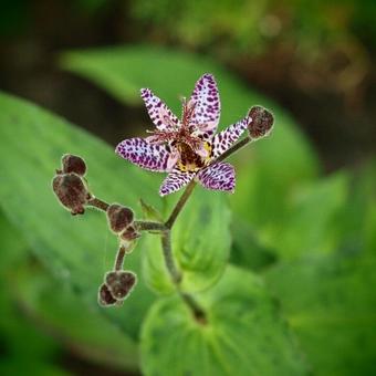 Tricyrtis formosana 'Dark Beauty'