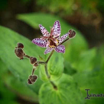 Armeluisorchidee , paddelelie - Tricyrtis formosana 'Dark Beauty'