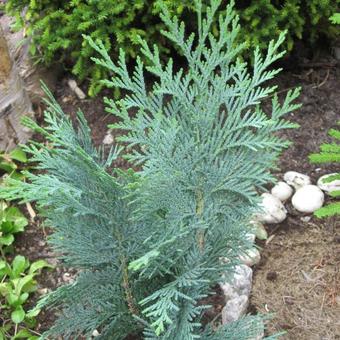 Chamaecyparis lawsoniana 'Alumii'