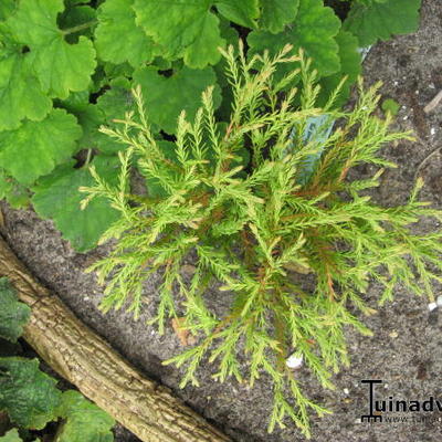 Levensboom - Thuja occidentalis 'Golden Tuffet'