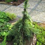 Cedrus deodara 'Feelin' Blue' - Blauwe Himalayaceder