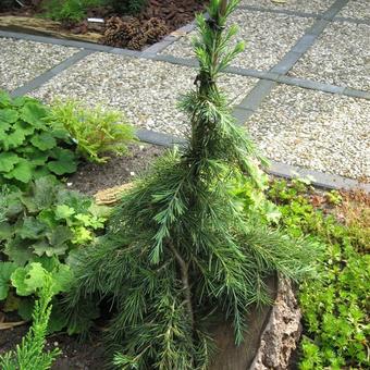 Cedrus deodara 'Feelin' Blue'