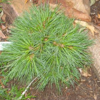 Pinus strobus 'Ontario'