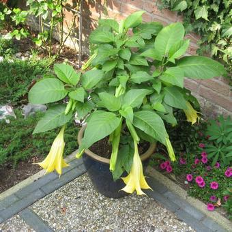 Brugmansia