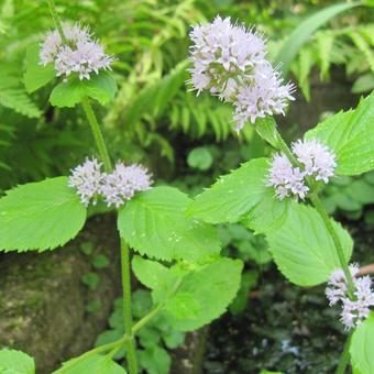 Mentha aquatica