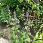 Ocimum basilicum 'Magic Blue' - Rode basilicum