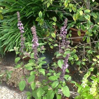 Ocimum basilicum 'Magic Blue'