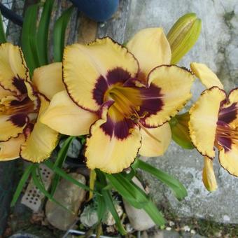 Hemerocallis 'Good Old Boy'