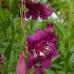 Penstemon 'Pensham Plum Jerkum' - Slangekop