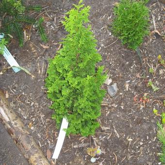 Thuja occidentalis 'Zmatlik'