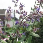 Nepeta grandiflora - Kattekruid