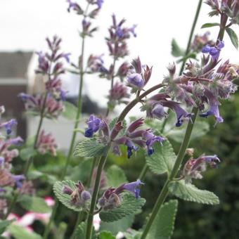 Nepeta grandiflora