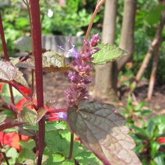 Agastache rugosa 'After Eight'