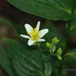 Tricyrtis Lasiocarpa 'Alba' - Paddenlelie / armeluisorchidee