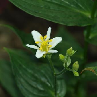 Tricyrtis Lasiocarpa 'Alba'