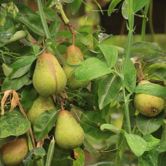 Pyrus communis 'Williams'