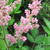 Astilbe chinensis 'Vision in Pink'