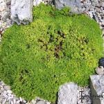 Silene acaulis 'Mount Snowdon' - Alpenlijmkruid