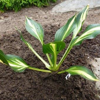 Hosta 'Lakeside Little Tuft'