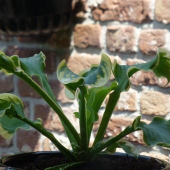 Hosta ‘Wheee!’