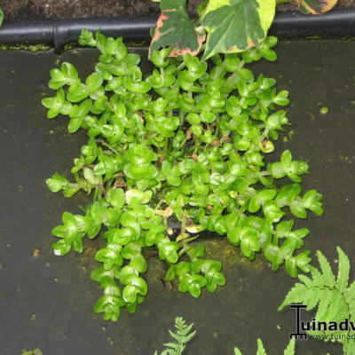 Waterhyssop - Bacopa caroliniana 