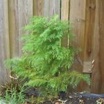 Cryptomeria japonica 'Elegans Viridis' - Japanse ceder , Japanse sikkelden