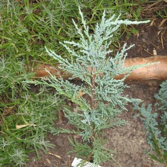 Juniperus scopulorum 'Skyrocket'