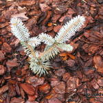 Picea pungens 'Hoopsii' - Blauwe spar