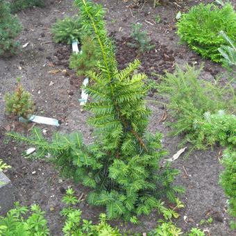 Taxus baccata 'Goud Elsje'